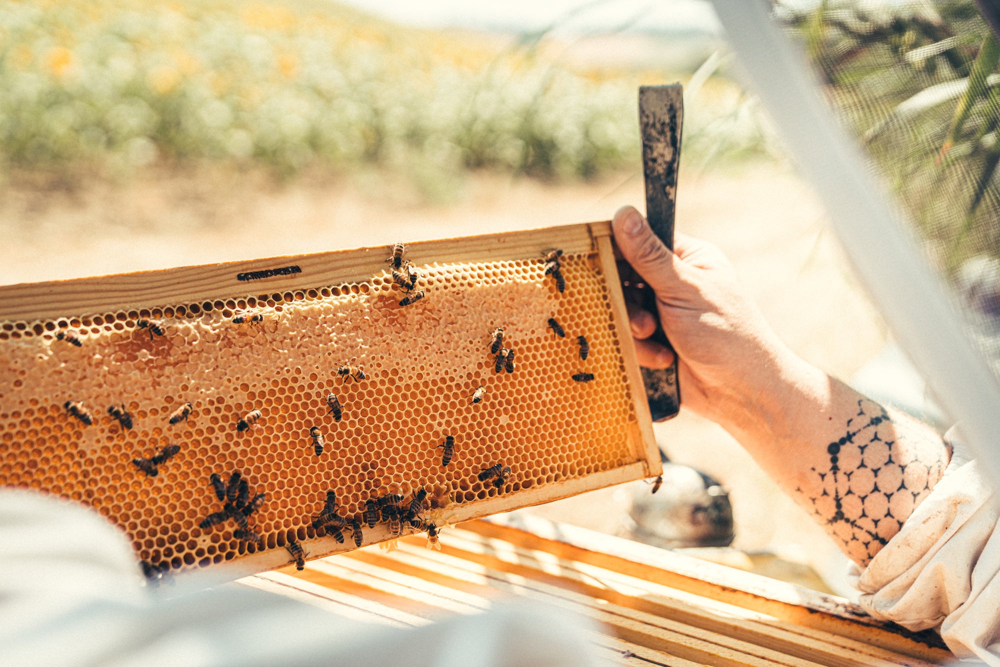 Las mieles de Giorgio Poeta